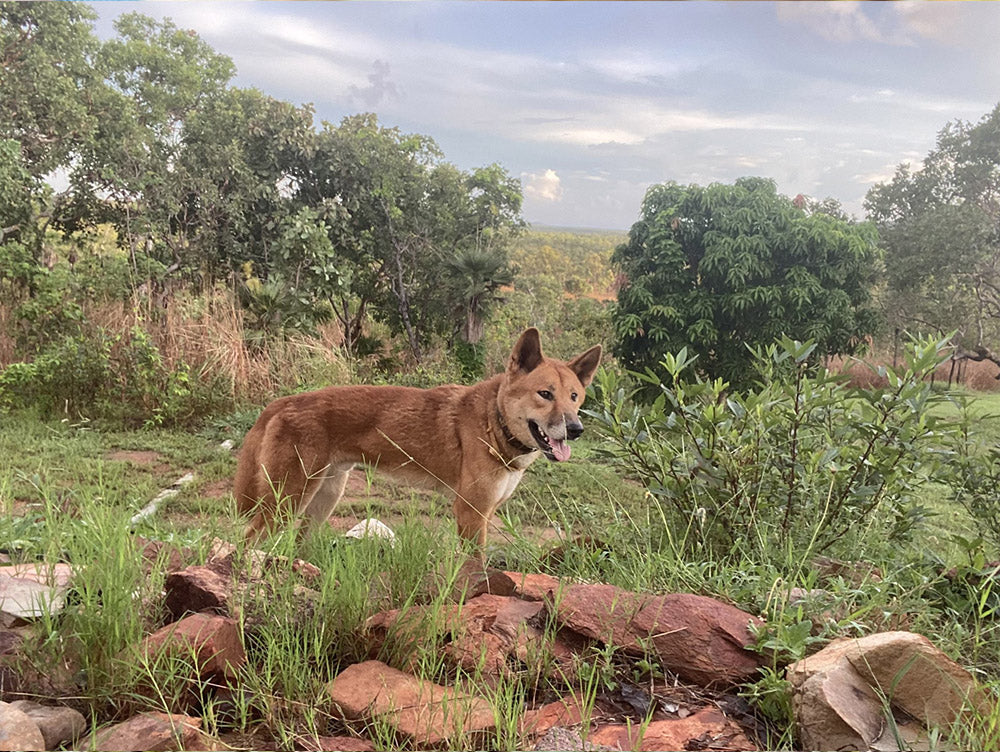 Learning Centre Update: Protecting the Dingo Totem